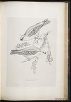 Pine Grosbeak, durbec des sapins plate 55