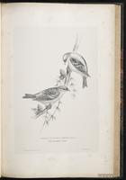 Two-barred Crossbill, White-winged Crossbill, bec-croisé bifascié plate 54