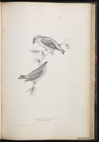 Red Crossbill, bec-croisé des sapins, Picotuerto rojo plate 53