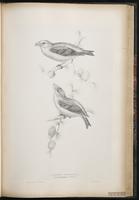 Parrot Crossbill plate 52