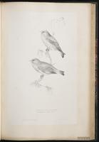 European Greenfinch plate 51