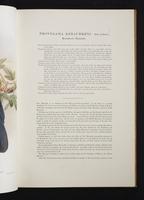 Monograph of the Paradiseidae, 1:14