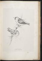 Hawfinch plate 50