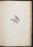 Citril Finch plate 49