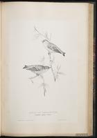 Eurasian Siskin plate 48