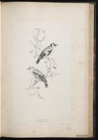 Eurasian Goldfinch, European Goldfinch, chardonneret élégant plate 47
