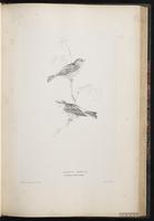 European Serin plate 46