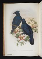 Monograph of the Paradiseidae, 1:13