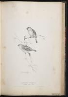 Common Redpoll, sizerin flammé plate 45