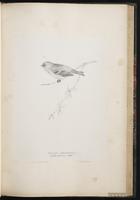 Arctic Redpoll, Hoary Redpoll, sizerin blanchâtre plate 44