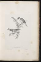 Common Linnet plate 42