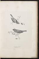 Dark-eyed Junco, junco ardoisé, Junco ojo oscuro plate 41