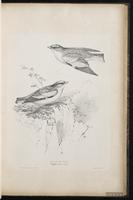 White-winged Snowfinch plate 40