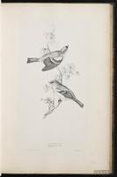 Common Chaffinch plate 38