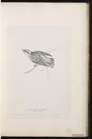 Rock Sparrow plate 37