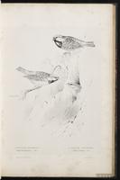 Spanish Sparrow plate 36