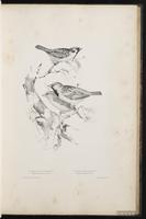 House Sparrow, Gorrión casero, moineau domestique plate 35