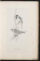 Common Reed Bunting, Common Reed-Bunting, Reed Bunting plate 34