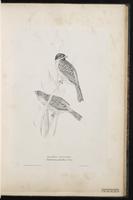 Common Reed Bunting, Common Reed-Bunting, Reed Bunting plate 33