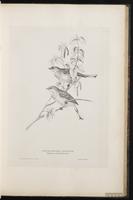 Cretzschmar's Bunting plate 32