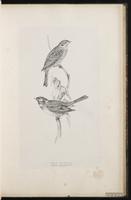 Pine Bunting plate 31