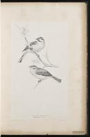 Rock Bunting plate 30