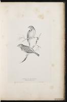 Chestnut-eared Bunting plate 29