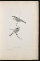 Rustic Bunting plate 28