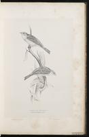 Ortolan Bunting plate 27