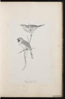 Cirl Bunting plate 26