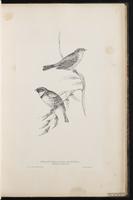 Yellow-breasted Bunting plate 25