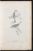 Yellowhammer plate 24