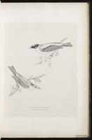 Black-headed Bunting plate 23