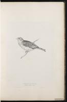 Corn Bunting plate 22