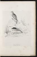 Snow Bunting, bruant des neiges plate 21