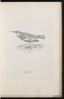 Greater Hoopoe-Lark plate 19