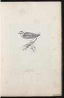 Woodlark plate 18