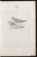 Eurasian Skylark, Sky Lark plate 17