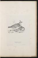 Crested Lark plate 16