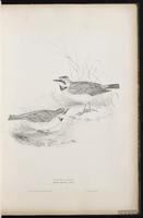 Horned Lark, Alondra cornuda, alouette hausse-col plate 15