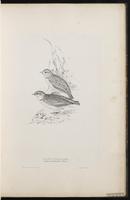 Greater Short-toed Lark plate 14