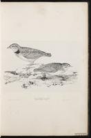 Calandra Lark plate 13