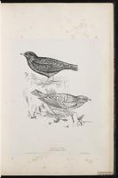 Black Lark plate 12