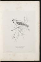 Bohemian Waxwing, jaseur boréal plate 11