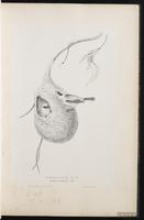 Eurasian Penduline Tit plate 10