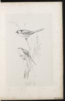 Bearded Reedling plate 9