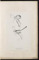 Long-tailed Bushtit plate 8