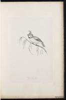 European Crested Tit plate 7