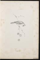 Tufted Titmouse plate 3