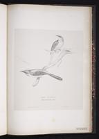 Gray Wagtail, Grey Wagtail plate 97